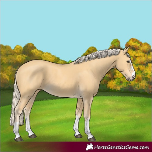 Horse Color:Palomino