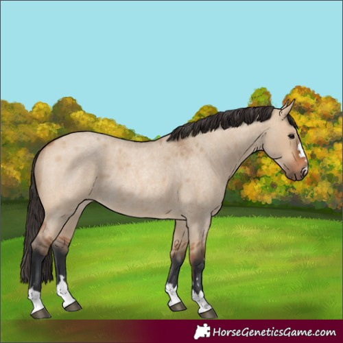 Horse Color:Bay Roan Dun Rabicano