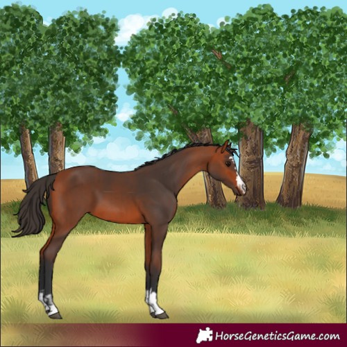 Horse Color:Bay  and Bay 