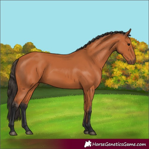 Horse Color:Unknown 