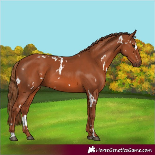 Horse Color:White Spotted Chestnut 