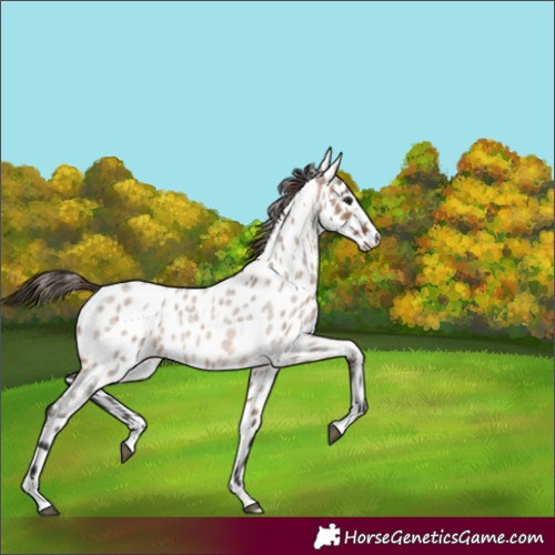 Horse Color:Brown Roan Dun Near Leopard