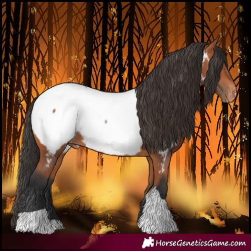 Horse Color:Bay Tobiano Near Fewspot