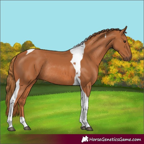 Horse Color:Chestnut Tobiano Rabicano 