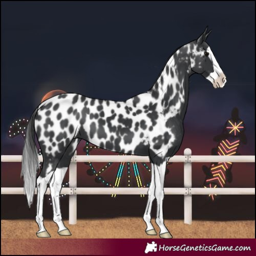Horse Color:Black Splash Near Leopard 