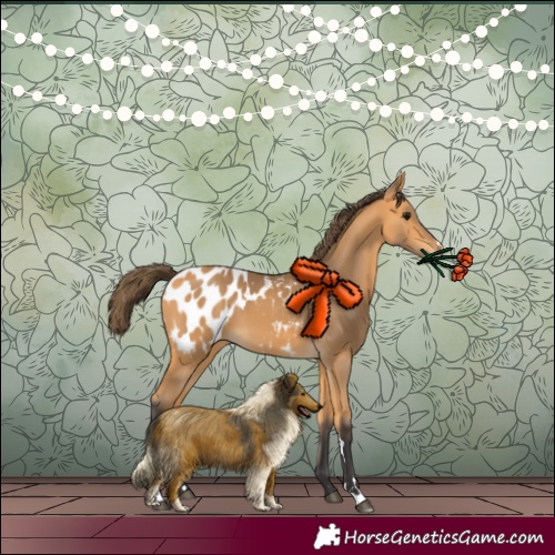 Horse Color:Buckskin Blanket