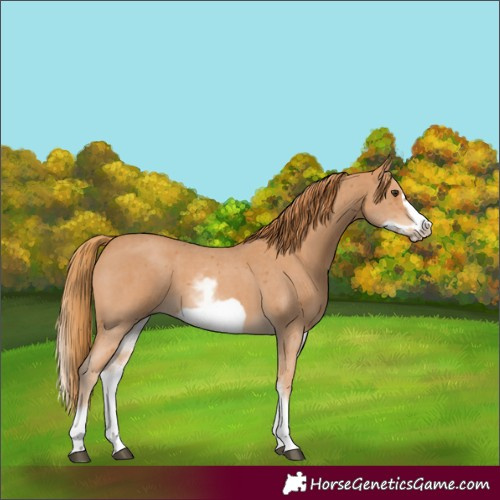 Horse Color:White Spotted Chestnut Sabino Frame
