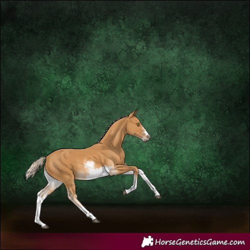 Horse Color:White Spotted Palomino Frame