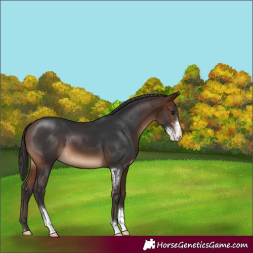 Horse Color:Brown Sabino Varnish 