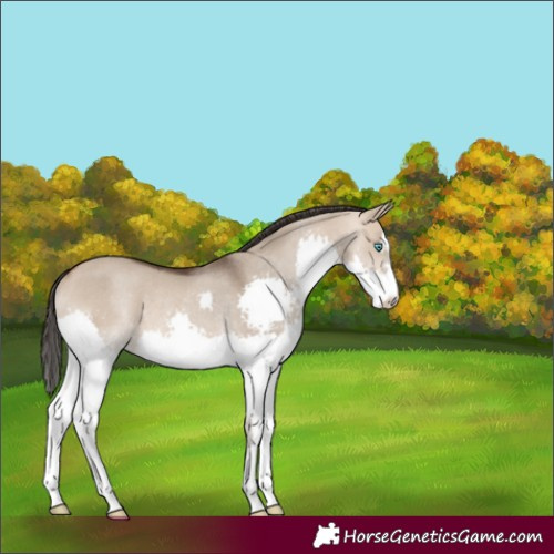 Horse Color:Bay Dun Splash Rabicano