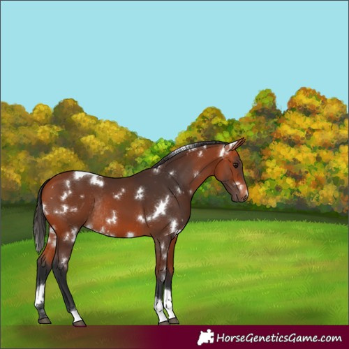 Horse Color:White Spotted Bay Tobiano Rabicano