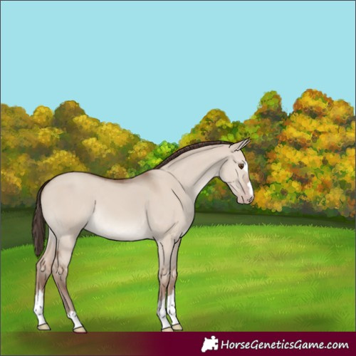 Horse Color:Classic Champagne Dun 