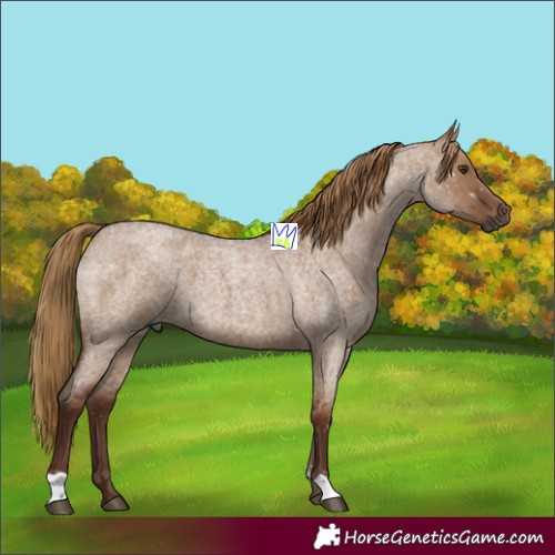 Horse Color:Gray Red Dun Roan 