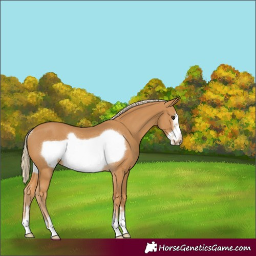 Horse Color:Palomino Frame Rabicano 