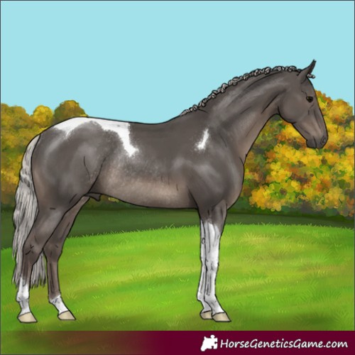Horse Color:Silver Black Tobiano Rabicano