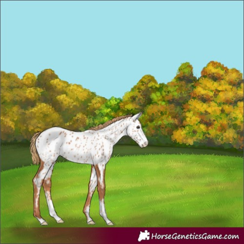 Horse Color:Chestnut Sabino Near Leopard