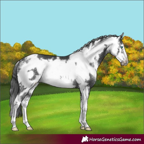 Horse Color:Black Sabino Frame Rabicano