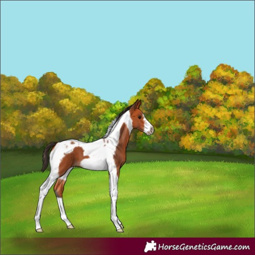 Horse Color:Bay Tobiano Frame