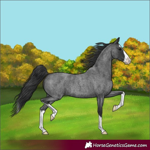 Horse Color:Blue Roan Splash 