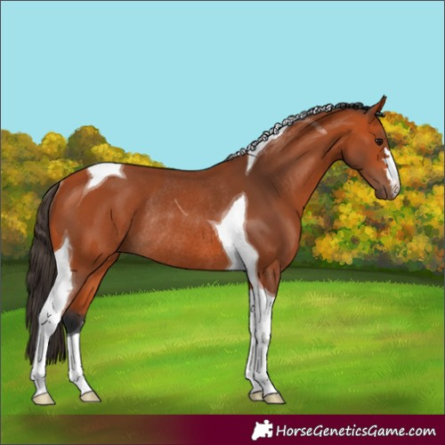 Horse Color:Bay Tobiano Rabicano