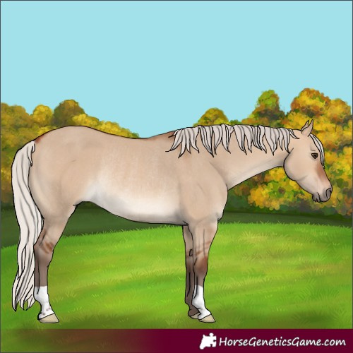Horse Color:Silver Bay Dun Rabicano 