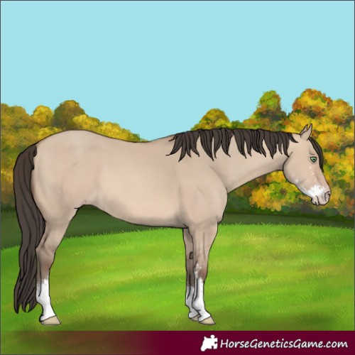 Horse Color:Amber Champagne Dun Sabino 