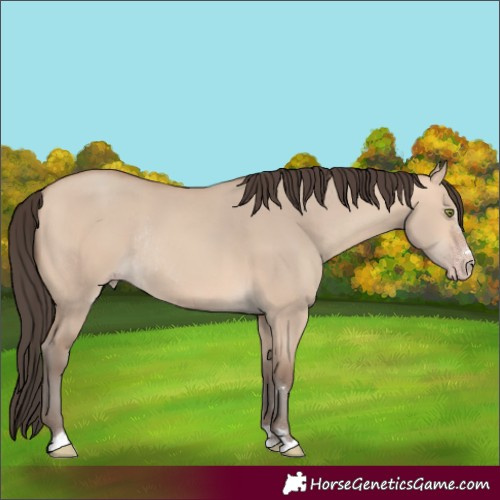 Horse Color:Amber Champagne Dun Rabicano