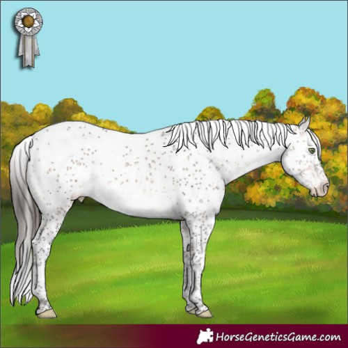 Horse Color:Bay Sabino Varnish