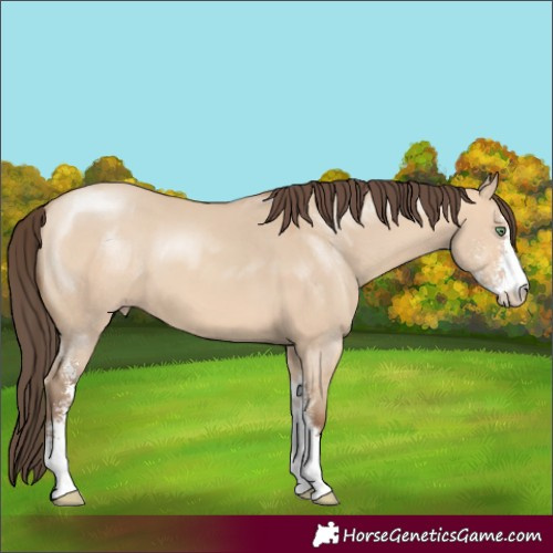 Horse Color:Amber Champagne Dun Sabino 