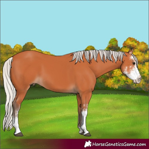 Horse Color:Silver Bay Sabino 