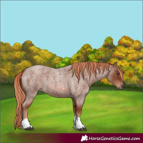 Horse Color:Unknown 