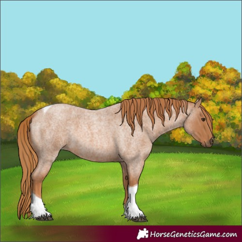 Horse Color:Red Roan Tobiano 