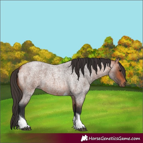 Horse Color:Bay Roan Tobiano
