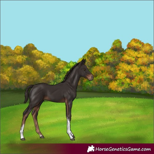 Horse Color:Liver Chestnut Tobiano