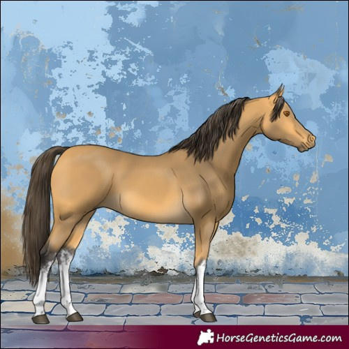 Horse Color:White Spotted Buckskin 