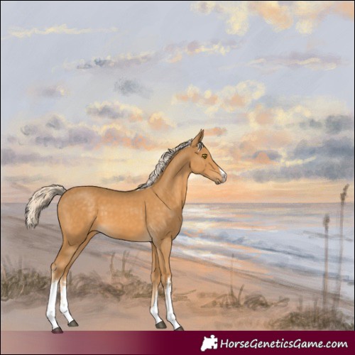 Horse Color:White Spotted Palomino