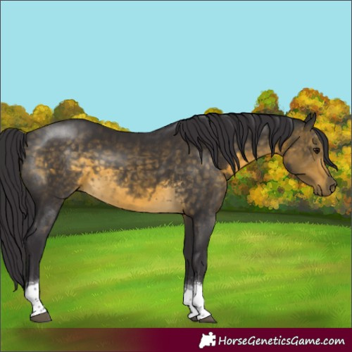 Horse Color:Buckskin Tobiano 