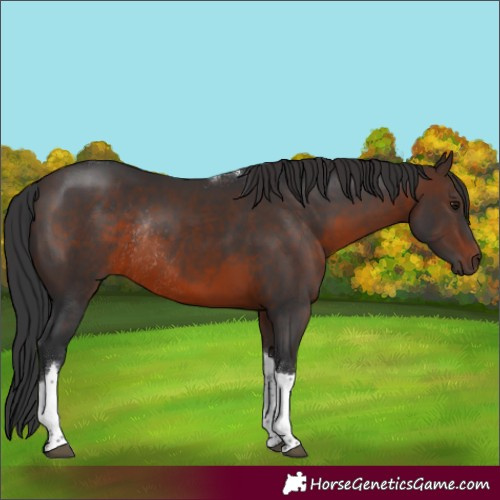 Horse Color:Brown Tobiano Rabicano 