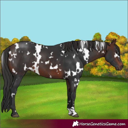 Horse Color:White Spotted Brown