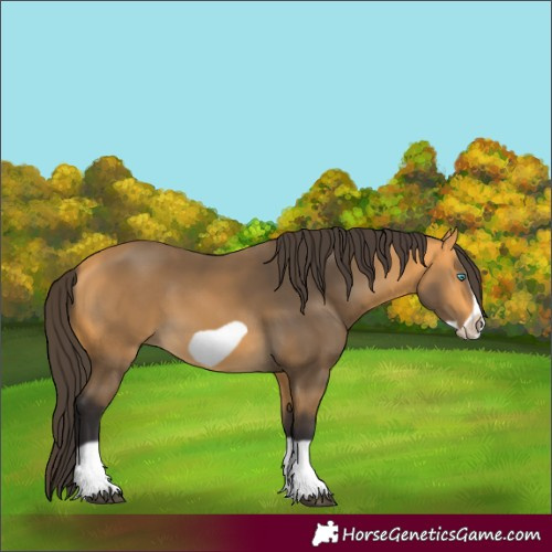 Horse Color:Buckskin Splash Frame 