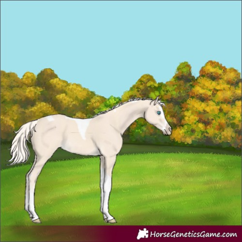 Horse Color:Cremello Splash Tobiano
