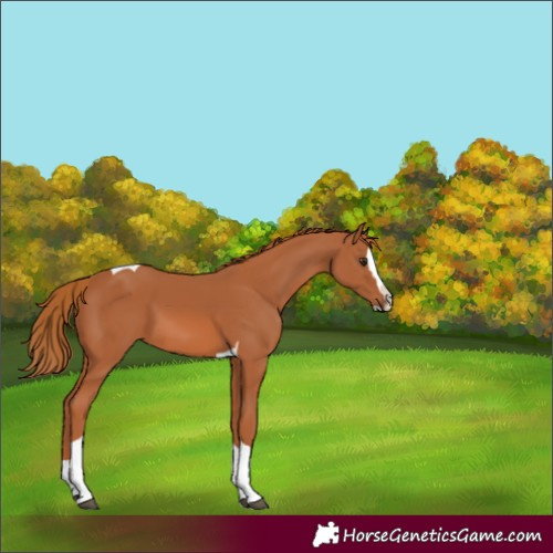 Horse Color:Chestnut Splash Tobiano