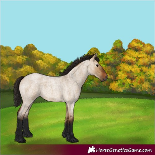Horse Color:Gray Bay Roan Dun 