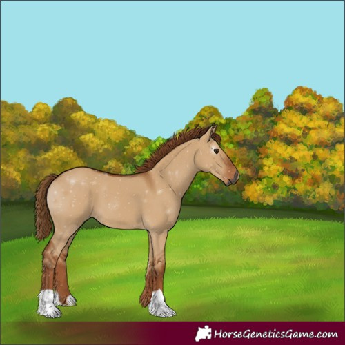 Horse Color:Gray Red Dun 