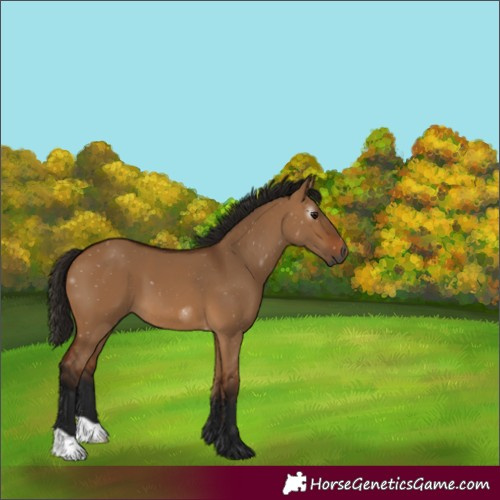 Horse Color:Gray Bay Dun