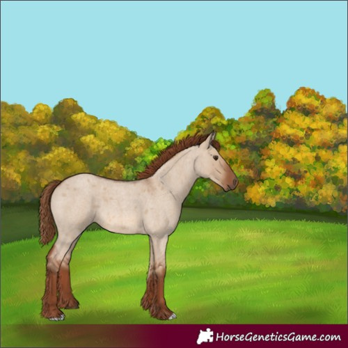 Horse Color:Red Dun Roan