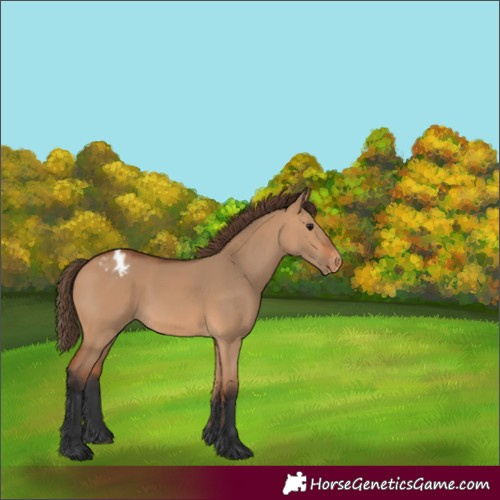 Horse Color:Bay Dun Varnish