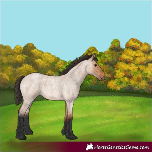 Horse Color:Bay Roan Dun