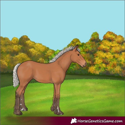 Horse Color:Silver Bay Rabicano