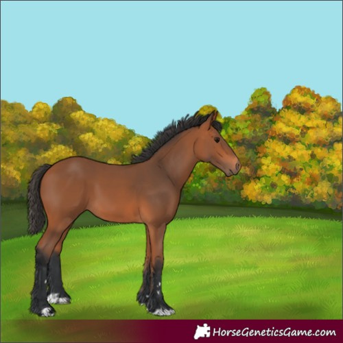Horse Color:Bay 